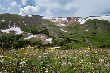 Wildflowers in the Colorado Rockies